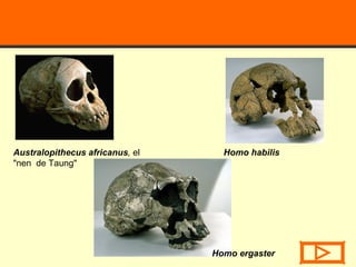 Australopithecus africanus ,  el "nen  de Taung"  Homo habilis Homo ergaster  