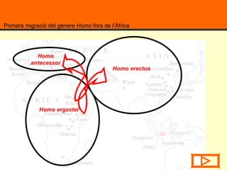 Primera migració del gènere  Homo  fora de l’Àfrica  Homo antecessor Homo ergaster  Homo erectus 