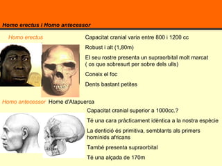 Homo erectus i Homo antecessor Capacitat cranial varia entre 800 i 1200 cc Robust i alt (1,80m) El seu rostre presenta un supraorbital molt marcat ( os que sobresurt per sobre dels ulls) Coneix el foc Dents bastant petites  Capacitat cranial superior a 1000cc.? Té una cara pràcticament idèntica a la nostra espècie  La dentició és primitiva, semblants als primers homínids africans També presenta supraorbital Té una alçada de 170m  Homo erectus Homo antecessor  Home d'Atapuerca 