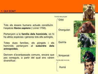 1. QUI SOM? Gibó Goril·la Orangutan Ximpanzé Humà Tots els éssers humans actuals constituïm  l’espècie   Homo sapiens  ( Linné 1758).  Pertanyem a la  família dels homínids , on hi ha altres espècies i gèneres tots ells extingits. Totes dues famílies, els pòngids i els homínids pertanyem al  subordre dels antropoides .  Derivem d’avantpassats comuns, encara que poc coneguts, a partir del qual ens vàrem diversificar. Família dels pòngids Família dels homínids 