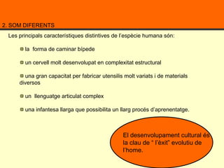 2. SOM DIFERENTS Les principals característiques distintives de l’espècie humana són: la  forma de caminar bípede un cervell molt desenvolupat en complexitat estructural una gran capacitat per fabricar utensilis molt variats i de materials diversos un  llenguatge articulat complex  una infantesa llarga que possibilita un llarg procés d’aprenentatge.  El desenvolupament cultural és la clau de “ l’èxit” evolutiu de l’home. 