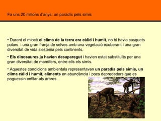 Durant el miocè  el clima de la terra era càlid i humit , no hi havia casquets polars  i una gran franja de selves amb una vegetació exuberant i una gran diversitat de vida s'estenia pels continents. Els dinosaures ja havien desaparegut  i havien estat substituïts per una gran diversitat de mamífers, entre ells els simis. Aquestes condicions ambientals representaven  un paradís pels simis, un clima càlid i humit, aliments  en abundància i pocs depredadors que es poguessin enfilar als arbres.  Fa uns 20 milions d’anys: un paradís pels simis  