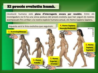 El procés evolutiu humà.
L’evolució humana està plena d’interrogants encara per resoldre. Entre els
investigadors no hi ha una única postura del procés evolutiu que han seguit els nostres
avantpassats fins arribar a la nostra espècie humana actual, els Homo Sapiens Sapiens.

  Aquesta serà la línia evolutiva que seguirem:         4. Homo Sapiens
                                                        Neanderthalensis
 1. Australopithecus




                                                                              5. Homo
                                                                              Sapiens
                                                                              Sapiens


                                           3. Homo
                          2. Homo          Ergarter -
                           Habilis          Erectus
 