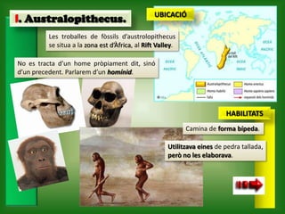 UBICACIÓ
1. Australopithecus.
         Les troballes de fòssils d’austrolopithecus
         se situa a la zona est d’Àfrica, al Rift Valley.

No es tracta d’un home pròpiament dit, sinó
d’un precedent. Parlarem d’un homínid.




                                                                          HABILITATS
                                                            Camina de forma bípeda.

                                                      Utilitzava eines de pedra tallada,
                                                      però no les elaborava.
 