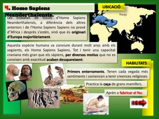 4. Homo Sapiens                                                 UBICACIÓ
Neanderthalensis.
 Les troballes de fòssils        d’Homo Sapiens
 Neanderthalensis, a diferència dels altres
 anteriors i de l’Homo Sapiens Sapiens no prové
 d’’Africa i després s'estén, sinó que és originari
 d’Europa majoritàriament.

 Aquesta espècie humana va conviure durant molt anys amb els
 següents, els Homo Sapiens Sapiens. Tot i tenir una capacitat
 craniana més gran que els sàpiens, per diversos motius que no es
 coneixen amb exactitud acaben desapareixent.
                                                                              HABILITATS
                                       Primers enterraments. Tenen cada vegada més
                                       sentiments i comencen a tenir creences religioses
                                                      Practica la caça de grans mamífers.

                                                                  Aprèn a fabricar el foc.
 