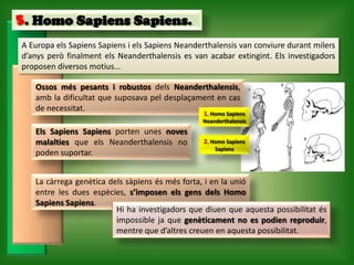 5. Homo Sapiens Sapiens.
A Europa els Sapiens Sapiens i els Sapiens Neanderthalensis van conviure durant milers
d’anys però finalment els Neanderthalensis es van acabar extingint. Els investigadors
proposen diversos motius...

   Ossos més pesants i robustos dels Neanderthalensis,
   amb la dificultat que suposava pel desplaçament en cas
   de necessitat.
                                                 1. Homo Sapiens
                                                 Neanderthalensis
   Els Sapiens Sapiens porten unes noves
   malalties que els Neanderthalensis no         2. Homo Sapiens
                                                     Sapiens
   poden suportar.


   La càrrega genètica dels sàpiens és més forta, i en la unió
   entre les dues espècies, s’imposen els gens dels Homo
   Sapiens Sapiens.
                         Hi ha investigadors que diuen que aquesta possibilitat és
                         impossible ja que genèticament no es podien reproduir,
                         mentre que d’altres creuen en aquesta possibilitat.
 