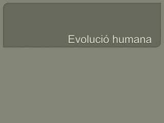 Evolució humana2