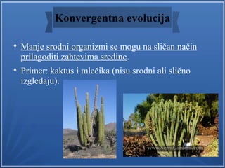 Konvergentna evolucija

Manje srodni organizmi se mogu na sličan način
prilagoditi zahtevima sredine.

Primer: kaktus i ...