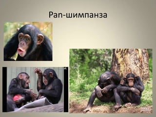 Pan-шимпанза
 