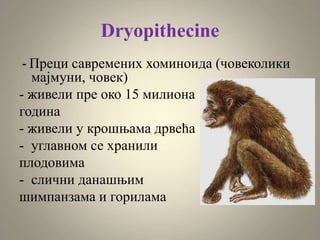 Dryopithecine
- Преци савремених хоминоида (човеколики
мајмуни, човек)
- живели пре око 15 милиона
година
- живели у крошњама дрвећа
- углавном се хранили
плодовима
- слични данашњим
шимпанзама и горилама
 