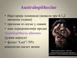 Australopithecine
• Најстарији хоминиди (живели пре 4-1,2
милионa година)
• прелазак из шуме у саване
• наш највероватнији предак
Australopithecus afarensis
(јужни мајмун)
• фосил “Lusi”-70%
комплетан скелет женке
 