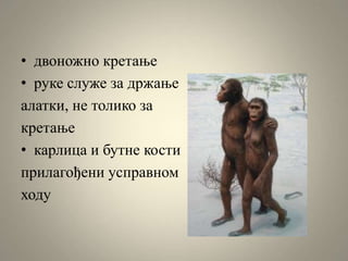 • двоножно кретање
• руке служе за држање
алатки, не толико за
кретање
• карлица и бутне кости
прилагођени усправном
ходу
 