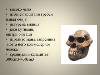 • високо чело
• избачен коштани гребен
изнад очију
• истурена вилица
• јаки кутњаци,
оштри очњаци
• изразито мања запремина
мозга него код модерног
човека
• кранијални капацитет
380cm3-430cm3
 