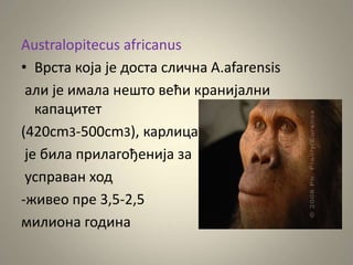 Australopitecus africanus
• Врста која је доста слична A.afarensis
али је имала нешто већи кранијални
капацитет
(420cm3-500cm3), карлица
је била прилагођенија за
усправан ход
-живео пре 3,5-2,5
милиона година
 