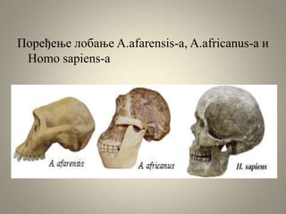 Поређење лобање A.afarensis-а, A.africanus-а и
Homo sapiens-а
 