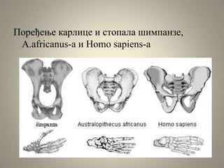 Поређење карлице и стопала шимпанзе,
A.africanus-а и Homo sapiens-а
 