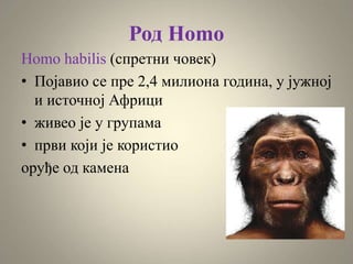 Род Homo
Homo habilis (спретни човек)
• Појавио се пре 2,4 милиона година, у јужној
и источној Африци
• живео је у групама
• први који је користио
оруђе од камена
 