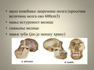 • мало повећање запремине мозга (просечна
величина мозга око 600cm3)
• мања истуреност вилице
• смањење вилице
• мањи зуби (јео је мекшу храну)
 