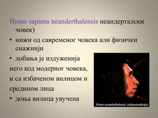 Homo sapiens neanderthalensis неандерталски
човек)
• нижи од савременог човека али физички
снажнији
• лобања је издуженија
него код модерног човека,
и са избаченом вилицом и
средином лица
• доња вилица увучена
 