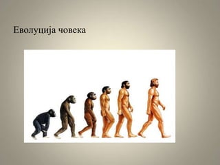 Еволуција човека
 