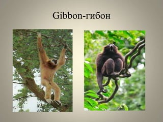 Gibbon-гибон
 
