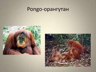 Pongo-орангутан
 
