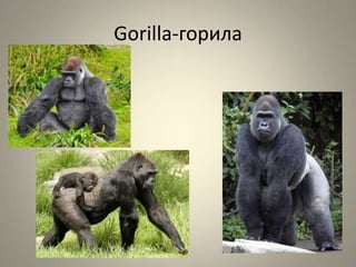 Gorilla-горила
 