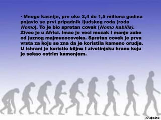 • Mnogo kasnije, pre oko 2,4 do 1,5 miliona godina
pojavio se prvi pripadnik ljudskog roda (roda
Homo). To je bio spretan covek (Homo habilis).
Ziveo je u Africi. Imao je veci mozak I manje zube
od juznog majmunocoveka. Spretan covek je prva
vrsta za koju se zna da je koristila kameno orudje.
U ishrani je koristio biljnu I zivotinjsku hranu koju
je sekao ostrim kamenjem.
 