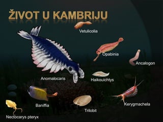 Vetulicolia




                                                 Opabinia

                                                                 Ancalogon


                    Anomalocaris          Haikouichtys




               Baniffia                                     Kerygmachela
                                      Trilobit
Nectocarys pteryx
 