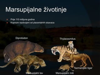 Marsupijalne ţivotinje
   Prije 110 milijuna godina
   Kopnom razdvojeni od placentalnih sisavaca




        Diprotodon                                  Thylacosmilus




                                                                    Tazmanijski tigar

                  Marsupijalni lav               Marsupijalni miš
 