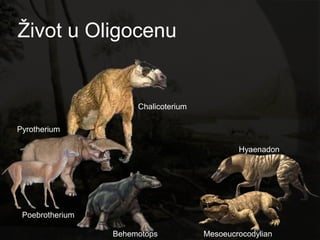 Ţivot u Oligocenu


                      Chalicoterium

Pyrotherium

                                              Hyaenadon




 Poebrotherium

                 Behemotops           Mesoeucrocodylian
 