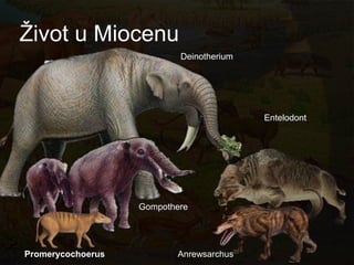 Ţivot u Miocenu
                           Deinotherium




                                          Entelodont




                   Gompothere




Promerycochoerus          Anrewsarchus
 