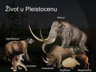 Ţivot u Pleistocenu
                                       Mamut




Agriotherium




               Smilodon
                          Coleodonta
                                        Glyptodon   Megaloceros
 