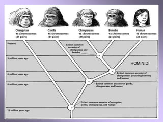 Evolucija ovjeka PDF