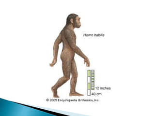 Evolucija primata | PPTX