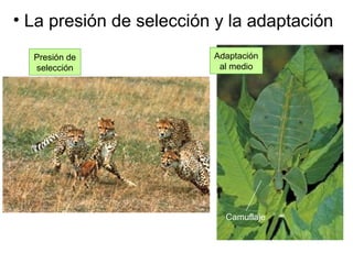 • La presión de selección y la adaptación
Presión de
selección
Adaptación
al medio
Camuflaje
 