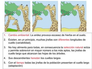 1. Cambio ambiental: La aridez provoca escasez de hierba en el suelo.
2. Existen, en un principio, muchas jirafas con diferentes longitudes de
cuello (variabilidad).
3. No hay alimento para todas, en consecuencia la selección natural actúa
y permite sobrevivir en mayor número a los más aptos, las jirafas de
cuello largo que alcanzan las hojas de los árboles.
4. Sus descendientes heredan los cuellos largos
5. Con el tiempo todas las jirafas de la población presentan el cuello largo
(adaptación)
1. Cambio ambiental: La aridez provoca escasez de hierba en el suelo.
2. Existen, en un principio, muchas jirafas con diferentes longitudes de
cuello (variabilidad).
3. No hay alimento para todas, en consecuencia la selección natural actúa
y permite sobrevivir en mayor número a los más aptos, las jirafas de
cuello largo que alcanzan las hojas de los árboles.
4. Sus descendientes heredan los cuellos largos
5. Con el tiempo todas las jirafas de la población presentan el cuello largo
(adaptación)
 