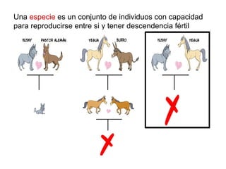 Una especie es un conjunto de individuos con capacidad
para reproducirse entre si y tener descendencia fértil
 