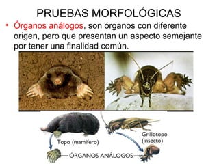 PRUEBAS MORFOLÓGICAS
• Órganos análogos, son órganos con diferente
origen, pero que presentan un aspecto semejante
por tener una finalidad común.
 