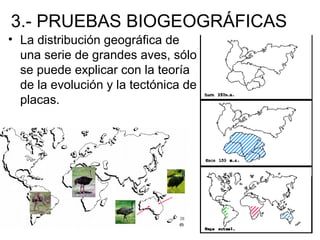3.- PRUEBAS BIOGEOGRÁFICAS
• La distribución geográfica de
una serie de grandes aves, sólo
se puede explicar con la teoría
de la evolución y la tectónica de
placas.
 