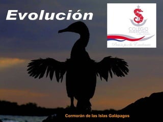 Evolución Cormorán de las Islas Galápagos 