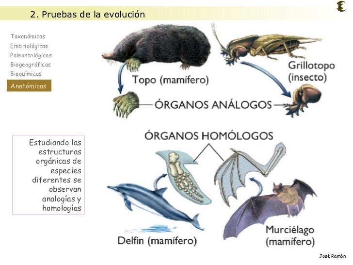 Evolución