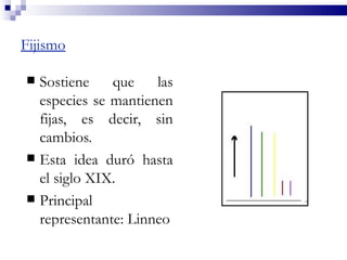 Fijismo

 Sostiene    que    las
  especies se mantienen
  fijas, es decir, sin
  cambios.
 Esta idea duró hasta
  el siglo XIX.
 Principal
  representante: Linneo
 