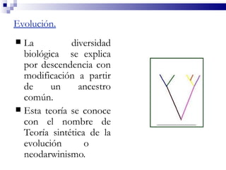 Evolución.
 La          diversidad
  biológica se explica
  por descendencia con
  modificación a partir
  de     un     ancestro
  común.
 Esta teoría se conoce
  con el nombre de
  Teoría sintética de la
  evolución       o
  neodarwinismo.
 