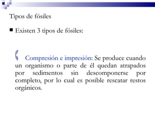 Tipos de fósiles
   Existen 3 tipos de fósiles:


       Compresión e impresión: Se produce cuando
    un organismo o parte de él quedan atrapados
    por sedimentos sin descomponerse por
    completo, por lo cual es posible rescatar restos
    orgánicos.
 