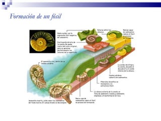 Formación de un fósil
 