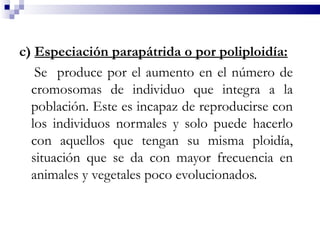 c) Especiación parapátrida o por poliploidía:
   Se produce por el aumento en el número de
  cromosomas de individuo que integra a la
  población. Este es incapaz de reproducirse con
  los individuos normales y solo puede hacerlo
  con aquellos que tengan su misma ploidía,
  situación que se da con mayor frecuencia en
  animales y vegetales poco evolucionados.
 