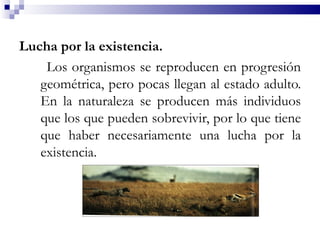 Lucha por la existencia.
    Los organismos se reproducen en progresión
   geométrica, pero pocas llegan al estado adulto.
   En la naturaleza se producen más individuos
   que los que pueden sobrevivir, por lo que tiene
   que haber necesariamente una lucha por la
   existencia.
 