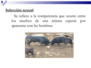 Selección sexual
      Se refiere a la competencia que ocurre entre
    los muchos de una misma especie por
    aparearse con las hembras.
 