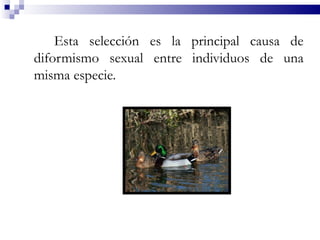 Esta selección es la principal causa de
diformismo sexual entre individuos de una
misma especie.
 
